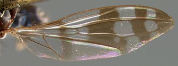 Media type: image;   Entomology 13327 Aspect: wing